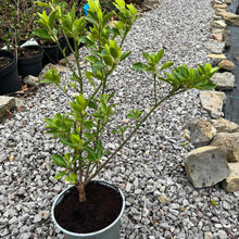 Load image into Gallery viewer, Green sprire hedging plant