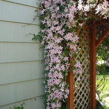 Load image into Gallery viewer, Pink Flowering jasmine