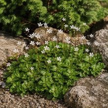 Load image into Gallery viewer, Saxifraga Cuneifolia - Evergreen Succulent Ground Cover Plant 1.5 Litre Pot