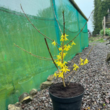 Load image into Gallery viewer, Forsythia yellow flowering tree