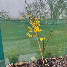 Load image into Gallery viewer, Forstythia yellow flowering shrub