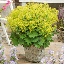 Load image into Gallery viewer, Alchemilla Mollis - Lady‘s Mantle Perennial 2 Litre Pot
