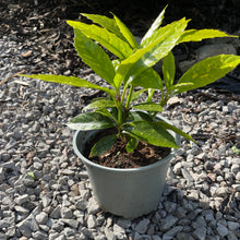 Load image into Gallery viewer, Aucuba Japonica - Spotted Laurel - Evergreen Shrub 2 Litre Pot