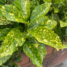 Load image into Gallery viewer, Aucuba japonica