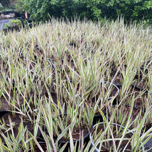 Load image into Gallery viewer, Pink Ornamental Grass