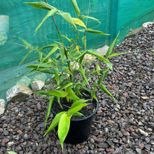 Load image into Gallery viewer, Bamboo plant