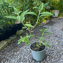 Load image into Gallery viewer, ornge ball butterfly bush