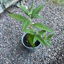 Load image into Gallery viewer, Potted buddleija Tree
