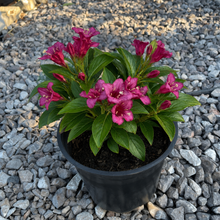 Load image into Gallery viewer, Weigela Bristol Ruby - Pink Flowering Shrub
