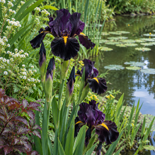Load image into Gallery viewer, Iris Black Louisiana Gamecock - Louisiana Iris