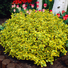 Load image into Gallery viewer, Euonymus fortunei 'Emerald 'n' Gold' - Winter Creeper - evergreen shrub