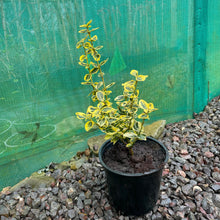 Load image into Gallery viewer, Euonymus Fortunei 'Emerald 'n' Gold' - Winter Creeper