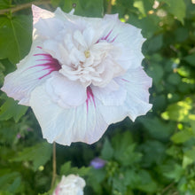 Load image into Gallery viewer, Hibiscus Flowering Shrub