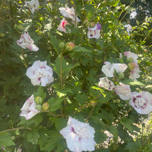 Load image into Gallery viewer, Rose of Sharon Shub