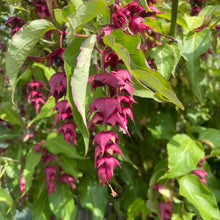 Load image into Gallery viewer, Close-up of purple flowers and green leaves