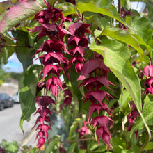 Load image into Gallery viewer, Close-up of purple flowers with green leaves against a blurred natural background