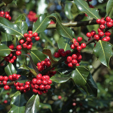 Load image into Gallery viewer, Holly - Ilex Aquifolium
