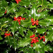 Load image into Gallery viewer, Holly - Ilex Aquifolium