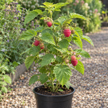 Load image into Gallery viewer, Joan J raspberry plant for sale