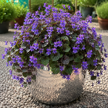 Load image into Gallery viewer, Viola Riviniana - Common Dog Violet 1.5 Litre Pot