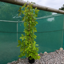 Load image into Gallery viewer, Large Creeping Virginia plant 100 - 200cm