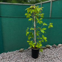 Load image into Gallery viewer, Parthenocissus Quinquefolia - Creeping Virginia - Five leaved Ivy - Autumn Creeper Plant 2 Litre Pot