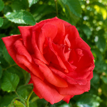 Load image into Gallery viewer, Super Star Tropicana - Peach Rose