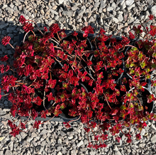 Load image into Gallery viewer, Red Carpet Stonecrop - Sedum Spurium x 8 Pack - Evergreen Succulent Ground Cover Plant