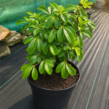 Load image into Gallery viewer, Choisya Ternata - Mexican Orange - White Flowering Bush 2 / 3 Litre Pot