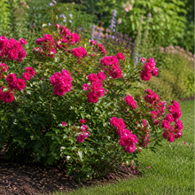 Load image into Gallery viewer, Rosa Heidetraum Plus Rose bush