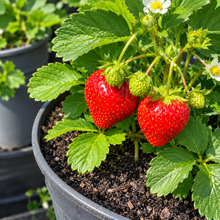 Load image into Gallery viewer, Fragaria X Ananassa - Honeoye - Garden Srawberry Plant
