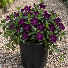 Load image into Gallery viewer, Vinca Minor Atropurpurea - Evergreen Flowering Ground Cover Plant