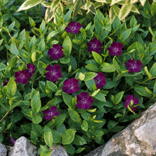 Load image into Gallery viewer, Vinca Minor Atropurpurea - Periwinkle - Evergreen Flowering Ground Cover Plant