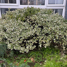 Load image into Gallery viewer, Winter creeper evergreen ground covering plant