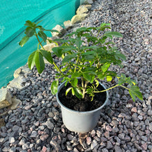 Load image into Gallery viewer, Mexican orange plant cardiff