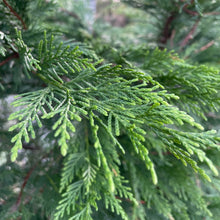 Load image into Gallery viewer, Leyland conifer close up