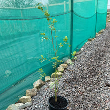 Load image into Gallery viewer, Coronilla Valentina Subsp. Glauca 'Citrina' Scorpion vetch - Winter Flowering Shrub 2 Litre Pot
