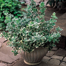 Load image into Gallery viewer, Low maintanance plant 4