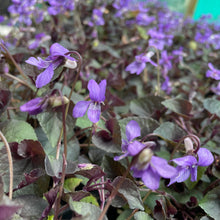 Load image into Gallery viewer, Viola Riviniana - Common Dog - Violet 1.5 Litre Pot