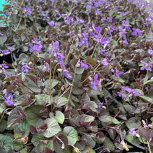 Load image into Gallery viewer, Viola Riviniana - Common Dog - Violet 1.5 Litre Pot