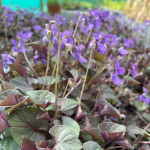 Load image into Gallery viewer, Viola Riviniana - Common Dog - Violet 1.5 Litre Pot