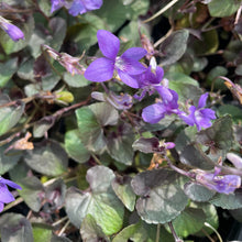 Load image into Gallery viewer, Viola Riviniana - Common Dog - Violet 1.5 Litre Pot