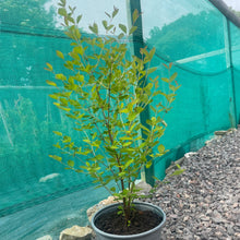 Load image into Gallery viewer, Snowberry autumn shrub