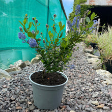 Load image into Gallery viewer, Ceanothus Concha - Standard Californian Lilac - Blue Flowering Shrub 2 Litre Pot