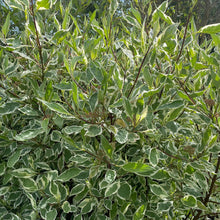 Load image into Gallery viewer, Red twig dogwood