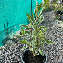 Load image into Gallery viewer, dogwood