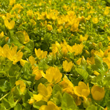 Load image into Gallery viewer, Lysimachia Nummularia- Creeping Jenny - Yellow Flowering Trailing Plant 1.5 Litre Pot