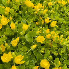 Load image into Gallery viewer, Flowering Ground Cover Creeping Jenny
