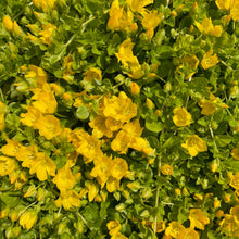 Load image into Gallery viewer, FloweringLysimachia Nummularia- Creeping Jenny