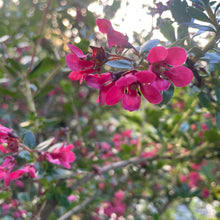 Load image into Gallery viewer, Escallonia pink flowering evergreen shrub